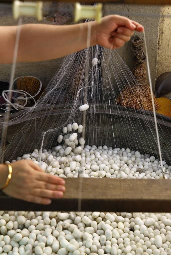 Ahimsa Eri silk cocoons and delicate gossamer protein filaments drawn from cleansing basin